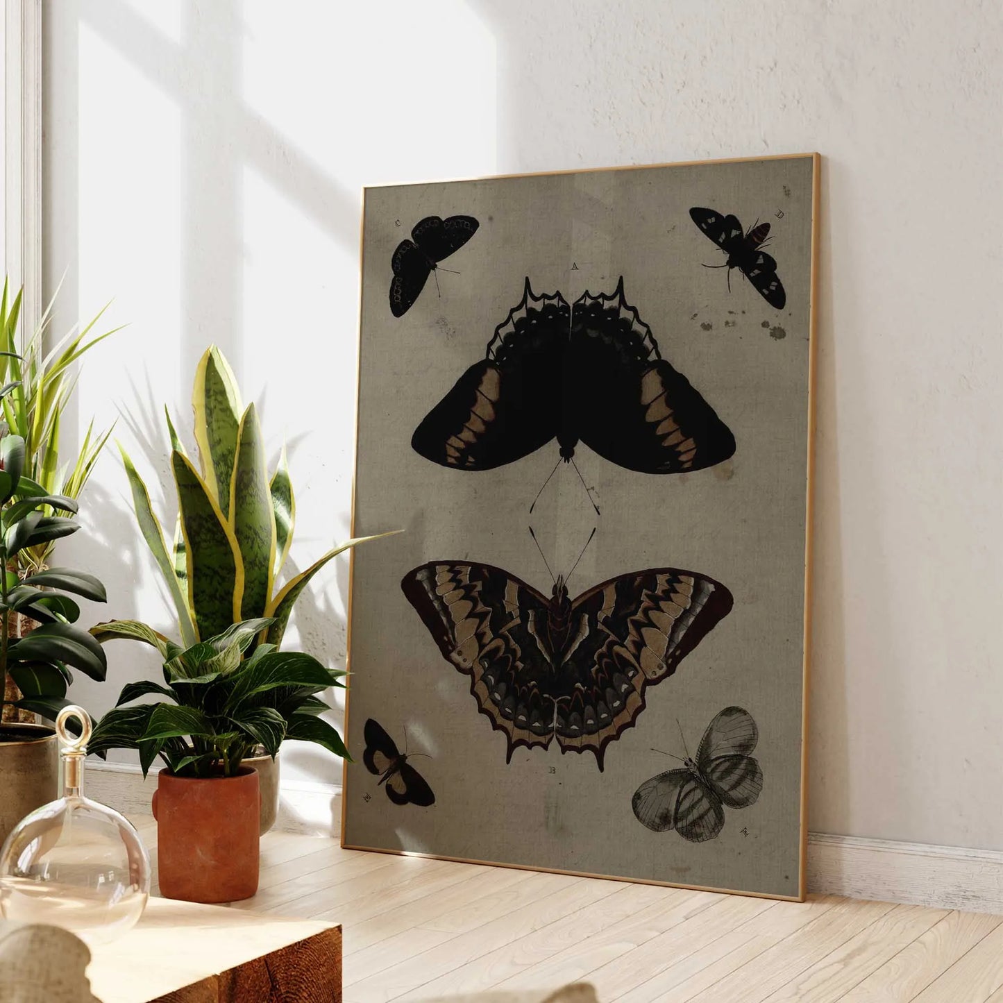 Natural Moths Macabre Insect Lepidoptera Illustration Wall Art Prints Canvas Painting Poster Picture For Living Room Home Decor